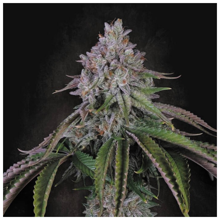 Velvet Mist [ Paradise Seeds ] ☘️ Diosa Planta