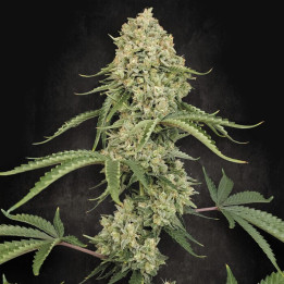 Tropical Fruit Cake [ Paradise Seeds ] ☘️ Diosa Planta