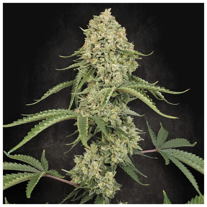 Tropical Fruit Cake [ Paradise Seeds ] ☘️ Diosa Planta