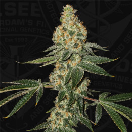 Green Candy Apple [ T.H Seed ] ☘️ Diosa Planta