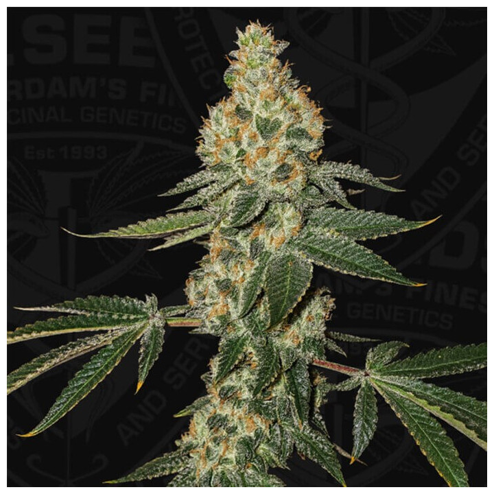 Green Candy Apple [ T.H Seed ] ☘️ Diosa Planta