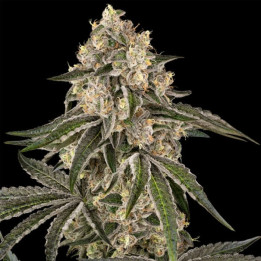 Sunset Peach [ Sensi Seed ] ☘️ Diosa Planta