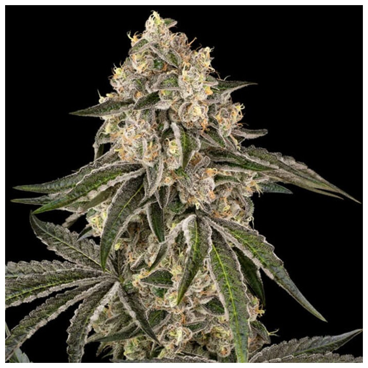 Sunset Peach [ Sensi Seed ] ☘️ Diosa Planta
