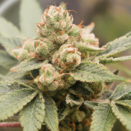 Medical Grape CBD [ Medical Seeds ] ☘️ Diosa Planta