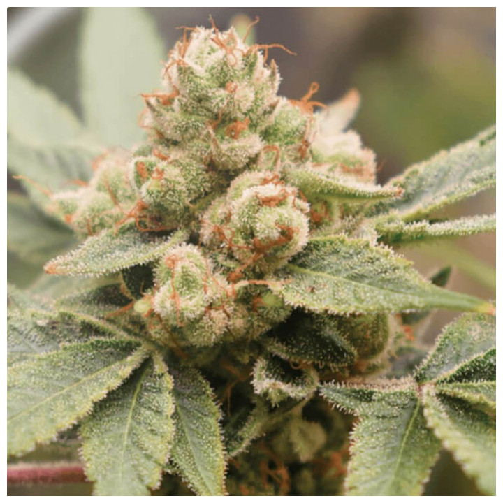 Medical Grape CBD [ Medical Seeds ] ☘️ Diosa Planta