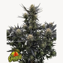 Guava RF3 Auto [ FastBuds ] ☘️ Diosa Planta