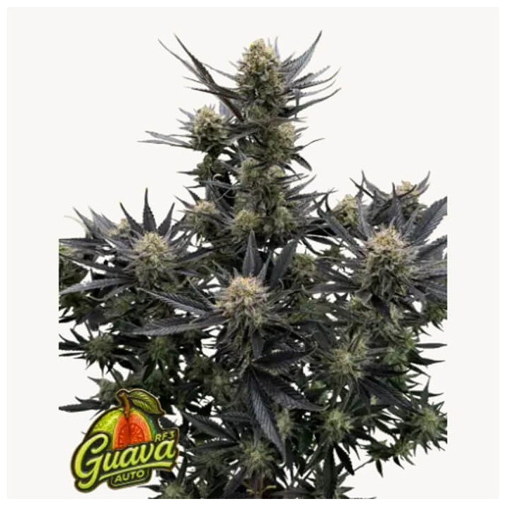 Guava RF3 Auto [ FastBuds ] ☘️ Diosa Planta