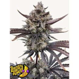 Cherry Cola Auto RF3 Auto [ FastBuds ] ☘️ Diosa Planta