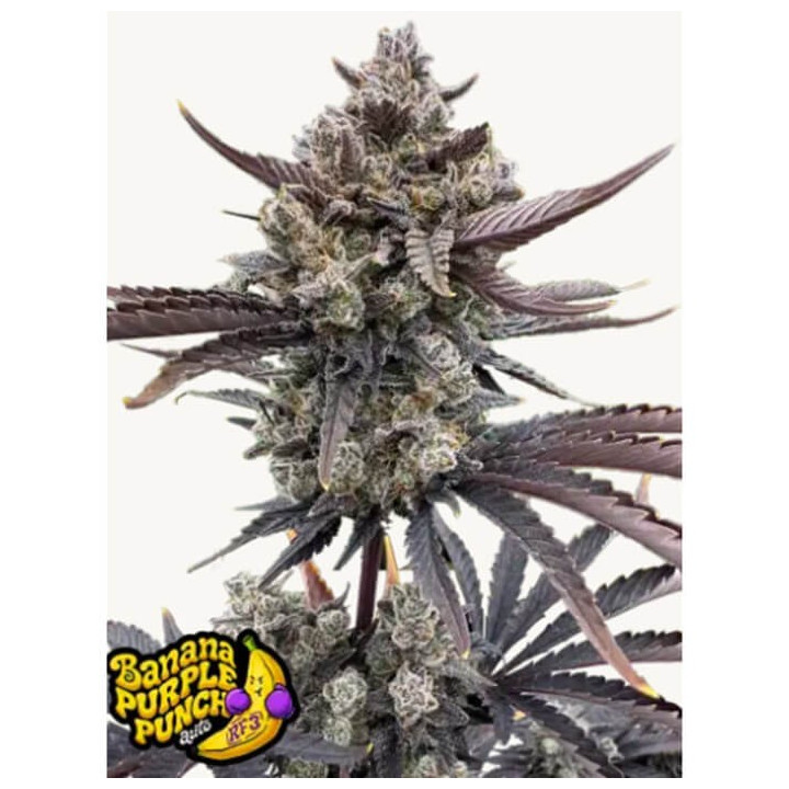 Cherry Cola Auto RF3 Auto [ FastBuds ] ☘️ Diosa Planta