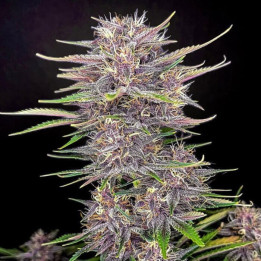 Banana Purple Punch RF3 Auto [ FastBuds ] ☘️ Diosa Planta