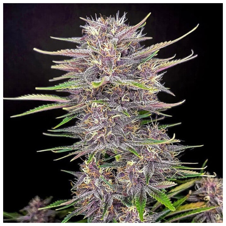 Banana Purple Punch RF3 Auto [ FastBuds ] ☘️ Diosa Planta