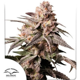 Slush Mint Cake [ Dutch Passion ] ☘️ Diosa Planta