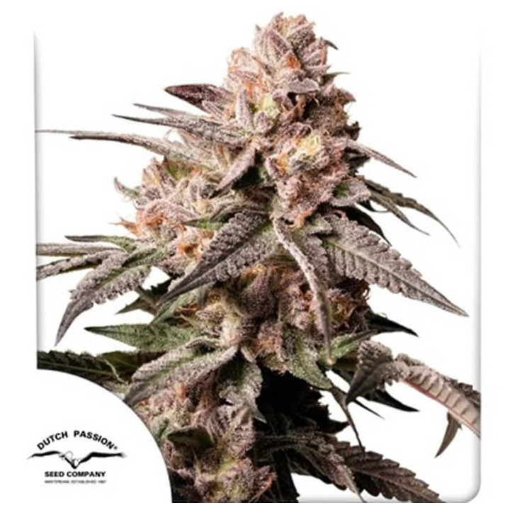 Slush Mint Cake [ Dutch Passion ] ☘️ Diosa Planta
