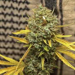Widow ac or Waco Regular [ Mr. Nice ] ☘️ Diosa Planta