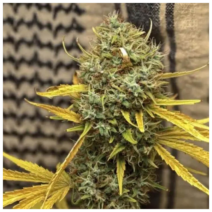 Widow ac or Waco Regular [ Mr. Nice ] ☘️ Diosa Planta