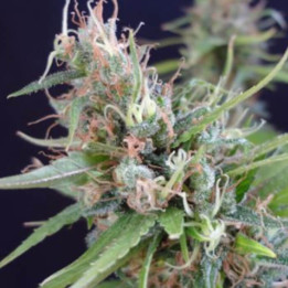 Grail Widow Regular [ Mr. Nice ] ☘️ Diosa Planta