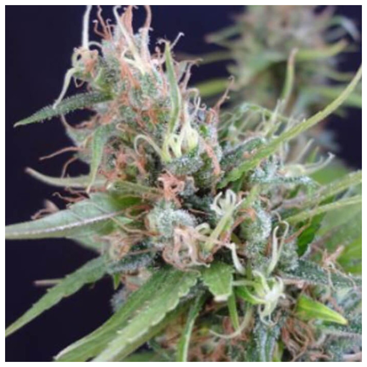 Grail Widow Regular [ Mr. Nice ] ☘️ Diosa Planta