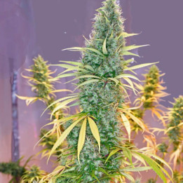 Holy Grail Regular [ Mr. Nice ] ☘️ Diosa Planta
