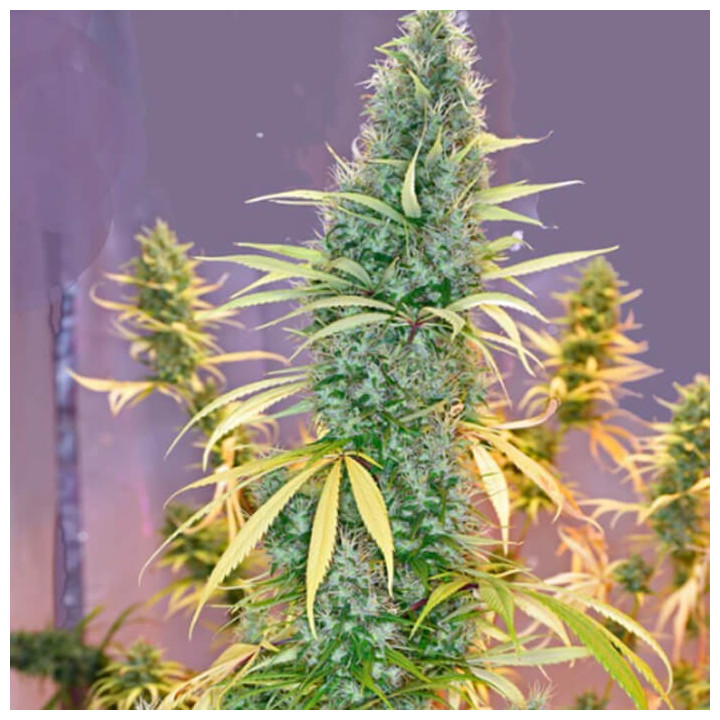 Holy Grail Regular [ Mr. Nice ] ☘️ Diosa Planta