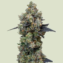 Orbita Banana F1 [ Royal Queen Seeds ] ☘️ Diosa Planta