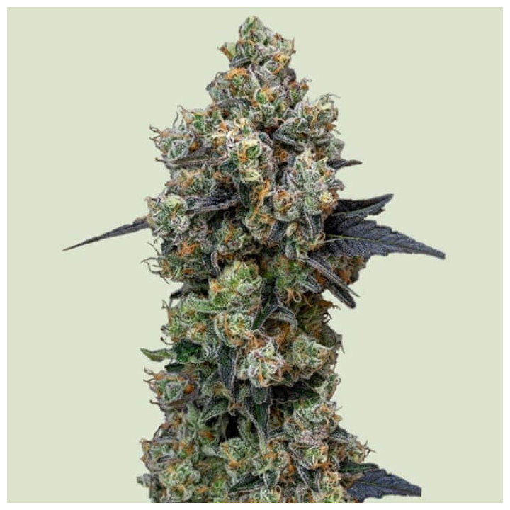 Orbita Banana F1 [ Royal Queen Seeds ] ☘️ Diosa Planta
