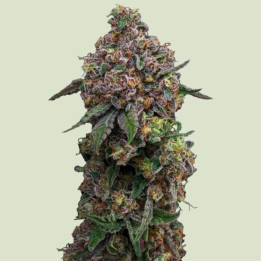 Cosmic Cheddar F1 [ Royal Queen Seeds ] ☘️ Diosa Planta