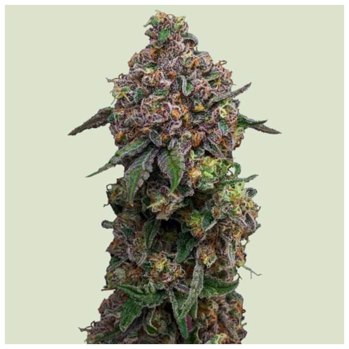 Cosmic Cheddar F1 [ Royal Queen Seeds ] ☘️ Diosa Planta