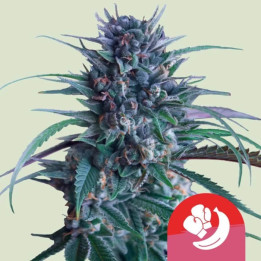 Banana Brawler [ Royal Queen Seeds ] ☘️ Diosa Planta