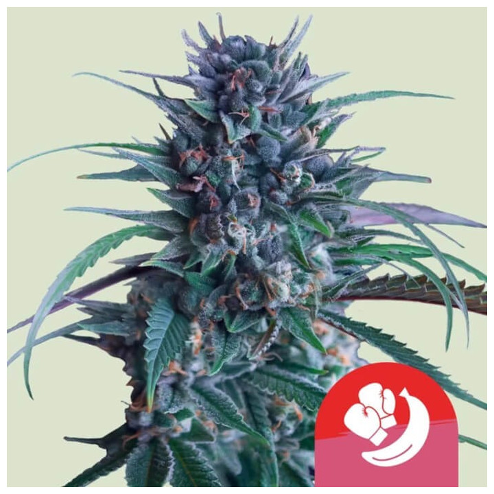 Banana Brawler [ Royal Queen Seeds ] ☘️ Diosa Planta