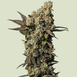 Astro Lemonade F1 [ Royal Queen Seeds ] ☘️ Diosa Planta