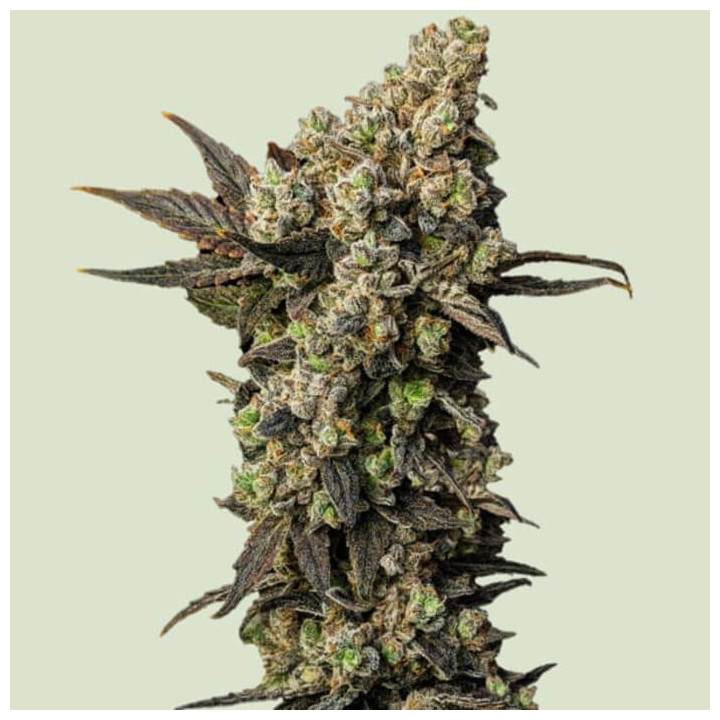 Astro Lemonade F1 [ Royal Queen Seeds ] ☘️ Diosa Planta