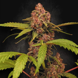Banana Purple Auto [ Paradise Seeds ] ☘️ Diosa Planta