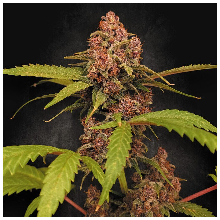 Banana Purple Auto [ Paradise Seeds ] ☘️ Diosa Planta
