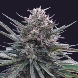 Blubonik Auto [ Genehtik Seeds ] ☘️ Diosa Planta