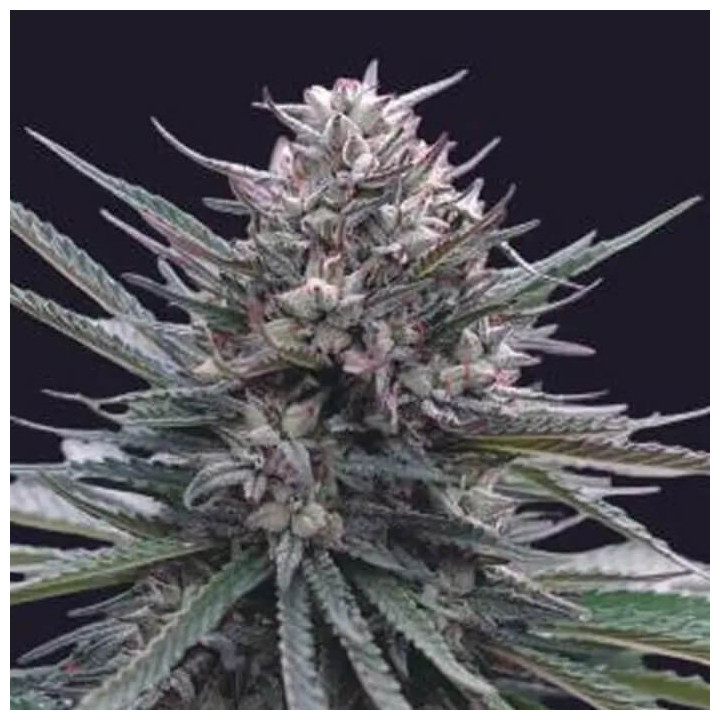 Blubonik Auto [ Genehtik Seeds ] ☘️ Diosa Planta