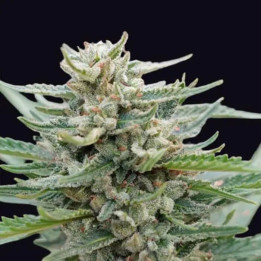 Santa Maria Bilbo Auto [ Genehtik Seeds ] ☘️ Diosa Planta
