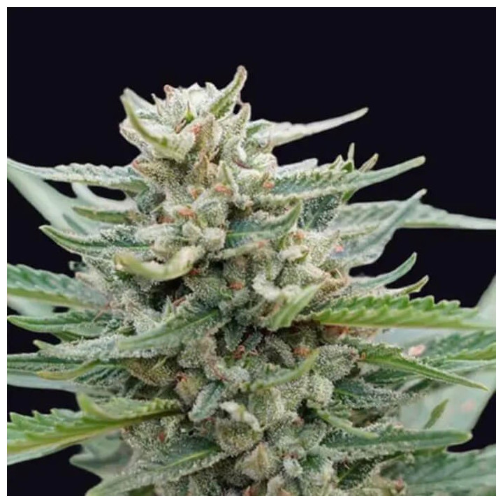 Santa Maria Bilbo Auto [ Genehtik Seeds ] ☘️ Diosa Planta