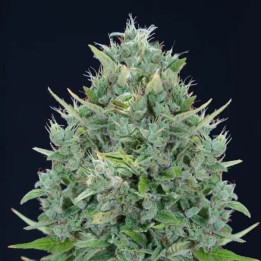 Txomango Auto [ Genehtik Seeds ] ☘️ Diosa Planta