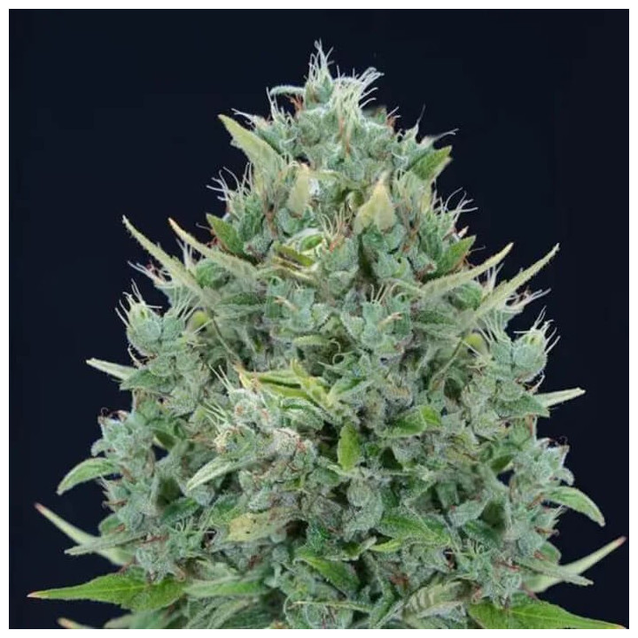 Txomango Auto [ Genehtik Seeds ] ☘️ Diosa Planta