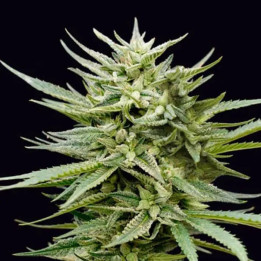 Euskal Mandarina [ Genehtik ] ☘️ Diosa Planta