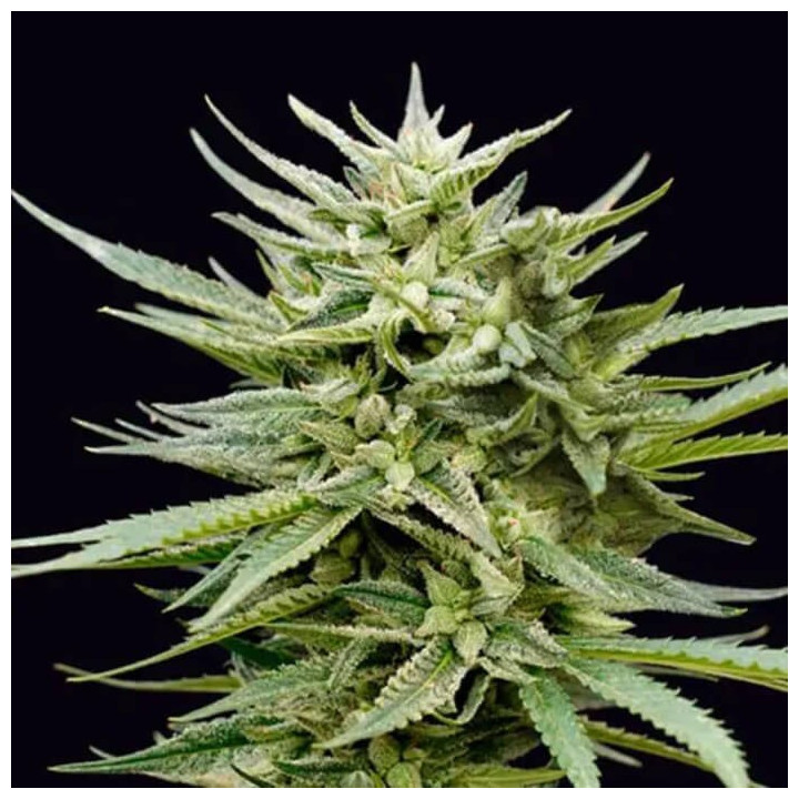 Euskal Mandarina [ Genehtik ] ☘️ Diosa Planta