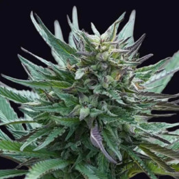 Girl Scout Cookies [ Genehtik ] ☘️ Diosa Planta