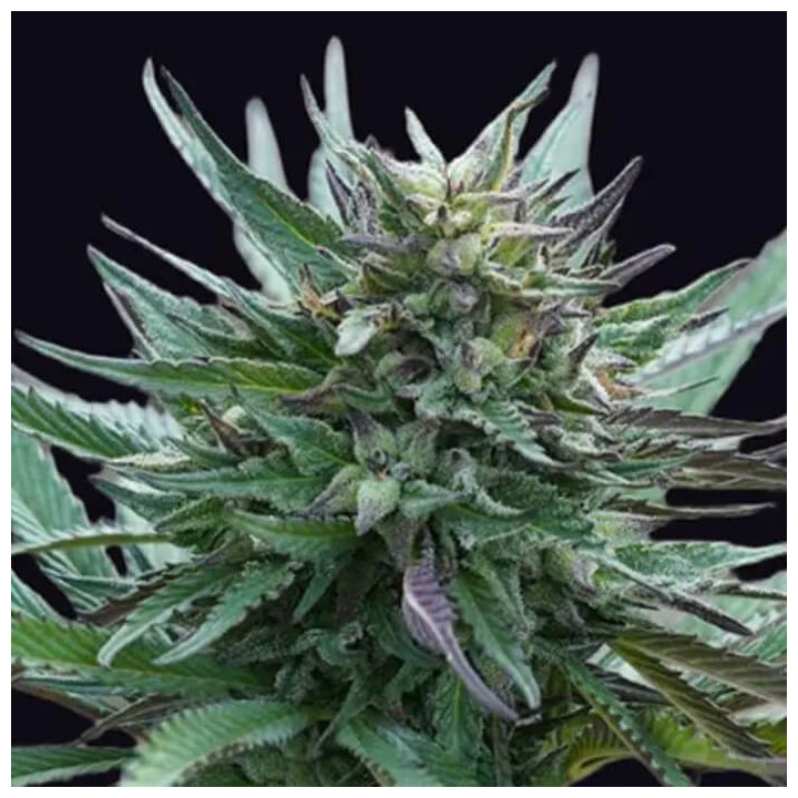 Girl Scout Cookies [ Genehtik ] ☘️ Diosa Planta