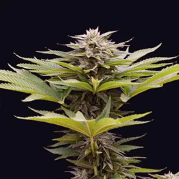 Karamelua Bilbo [ Genehtik ] ☘️ Diosa Planta