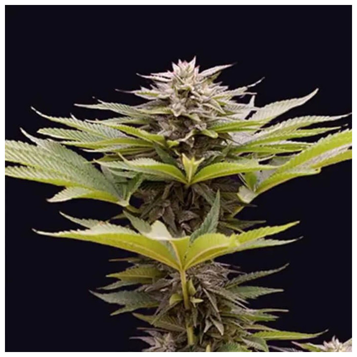 Karamelua Bilbo [ Genehtik ] ☘️ Diosa Planta