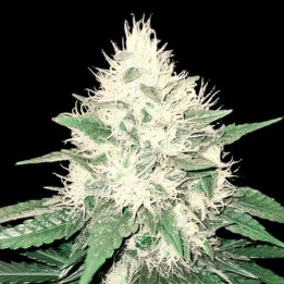 Tahoe Bilbo [ Genehtik ] ☘️ Diosa Planta