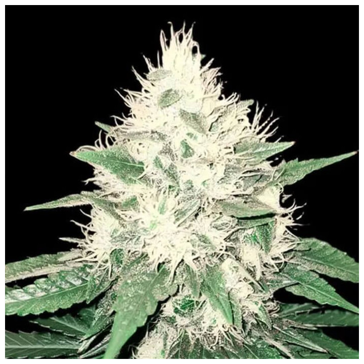Tahoe Bilbo [ Genehtik ] ☘️ Diosa Planta