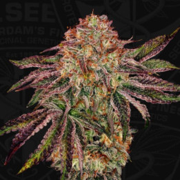BubbleGummiez [ T. Seeds ] ☘️ Diosa Planta