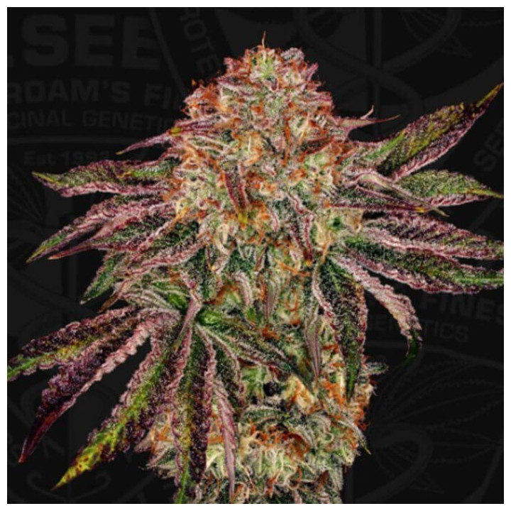BubbleGummiez [ T. Seeds ] ☘️ Diosa Planta
