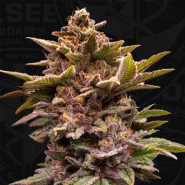 Pure Lemon Cherry [ T.H Seeds ] ☘️ Diosa Planta